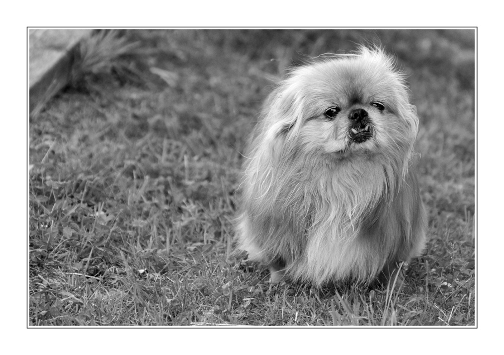 Benji