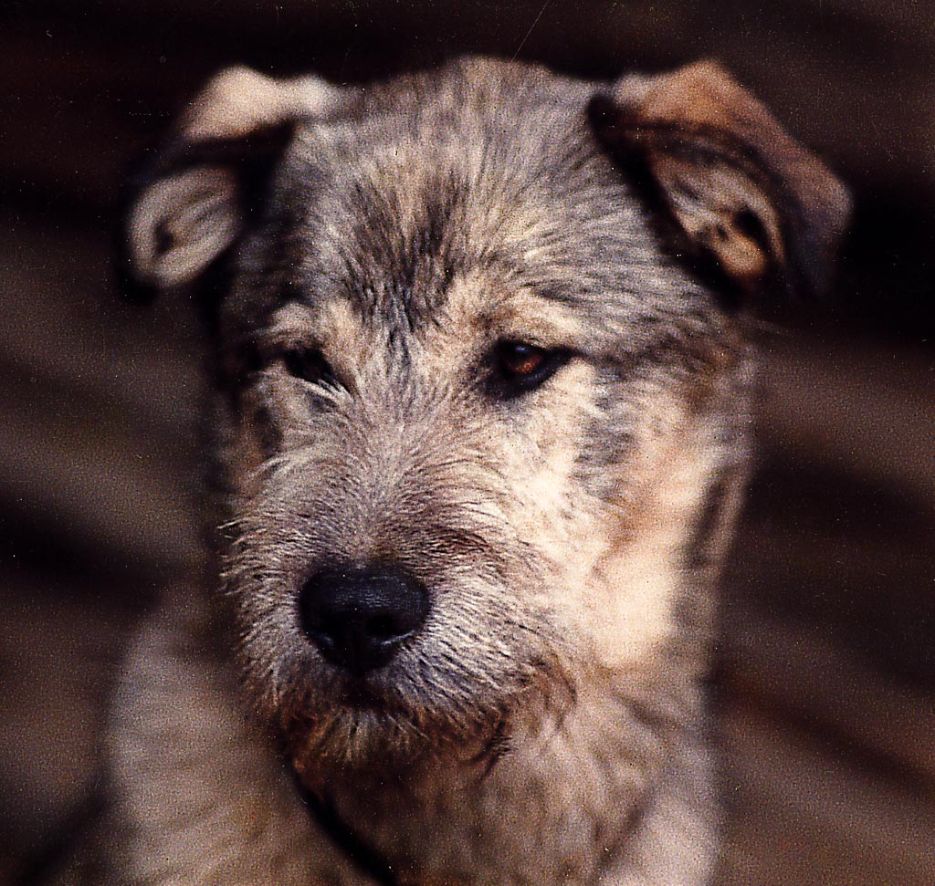 benno1984