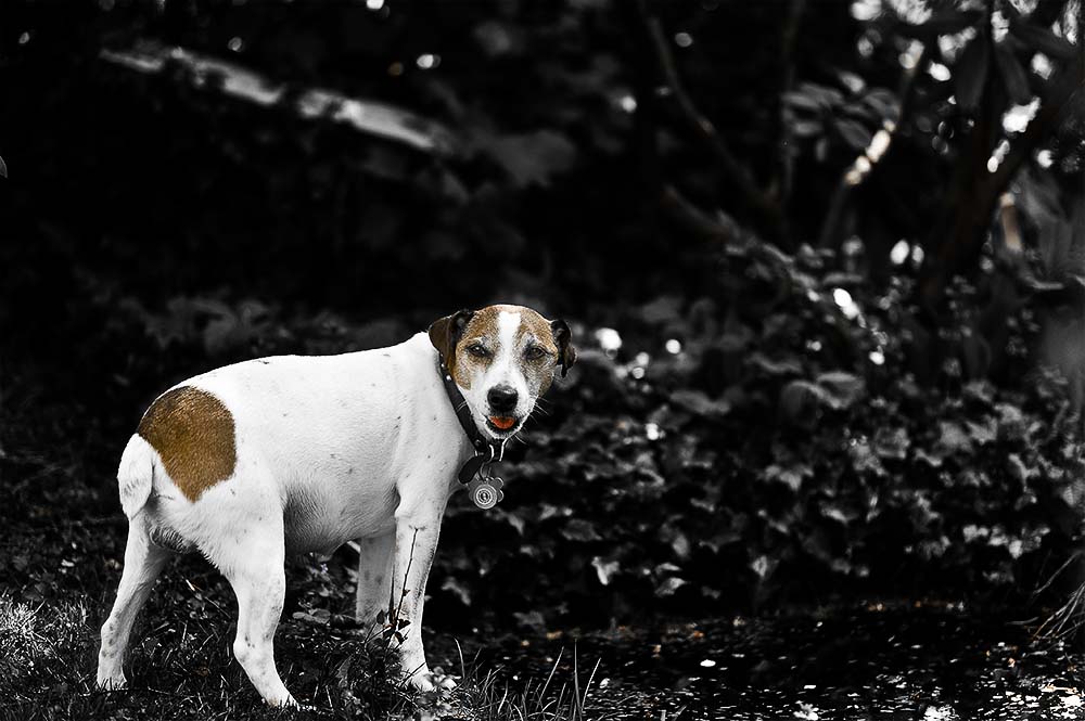 benny1