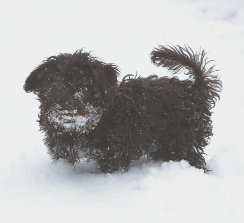 Bennyschnee1