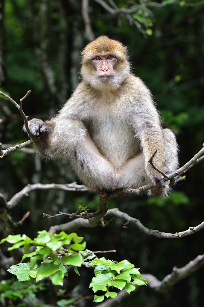 Berberaffe 052015 2