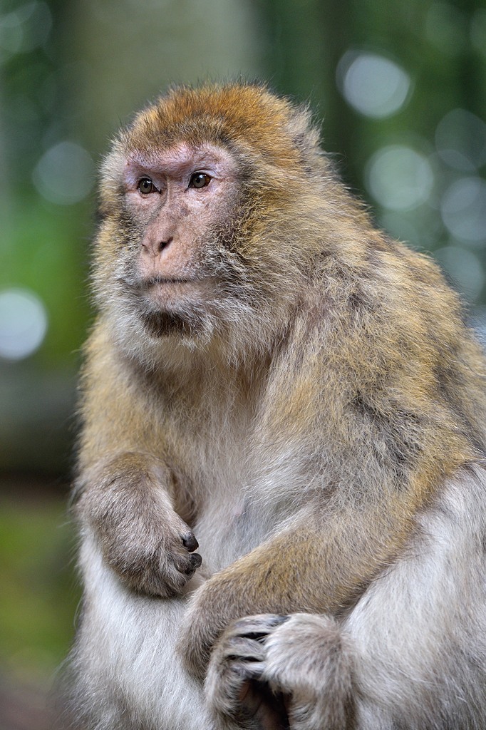 Berberaffe 052015 3