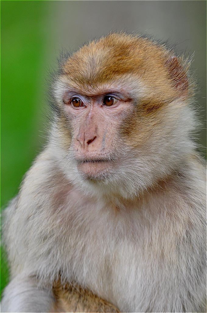 Berberaffe