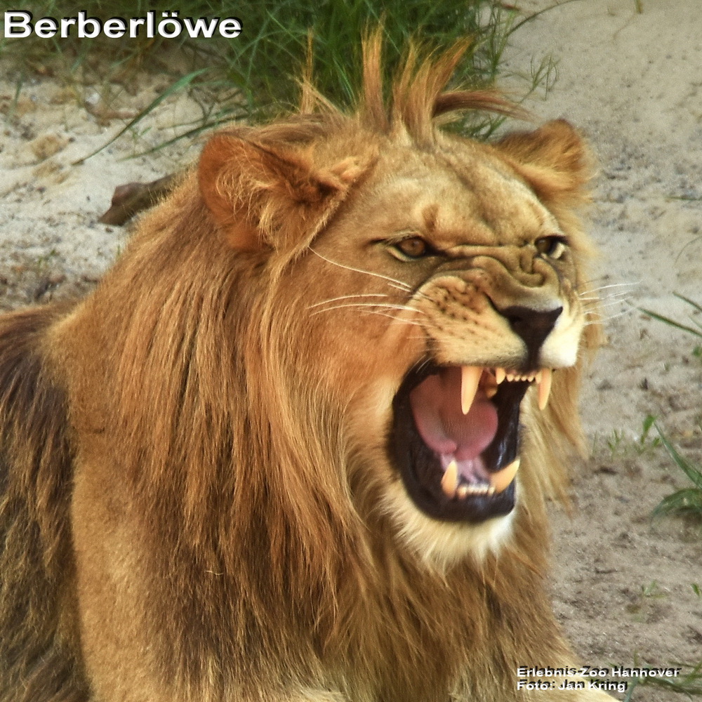 Berberlöwe
