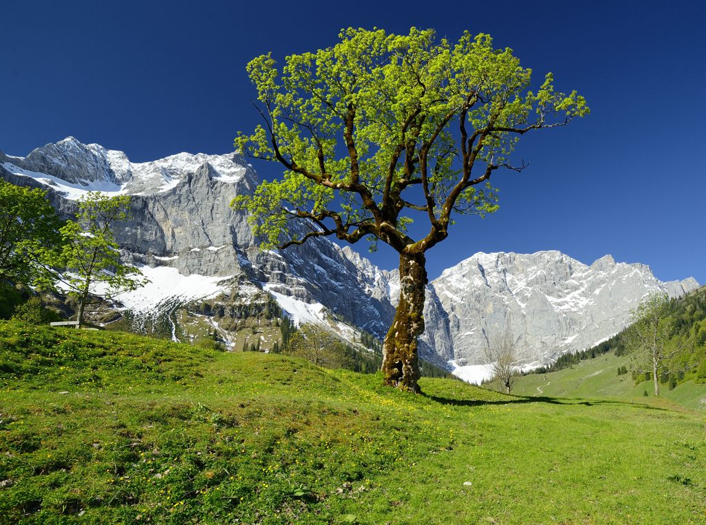 Berg-Ahorn