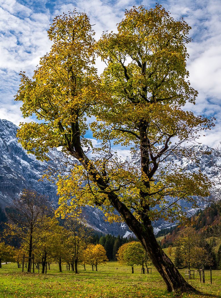 Bergahorn mit Schneebergen