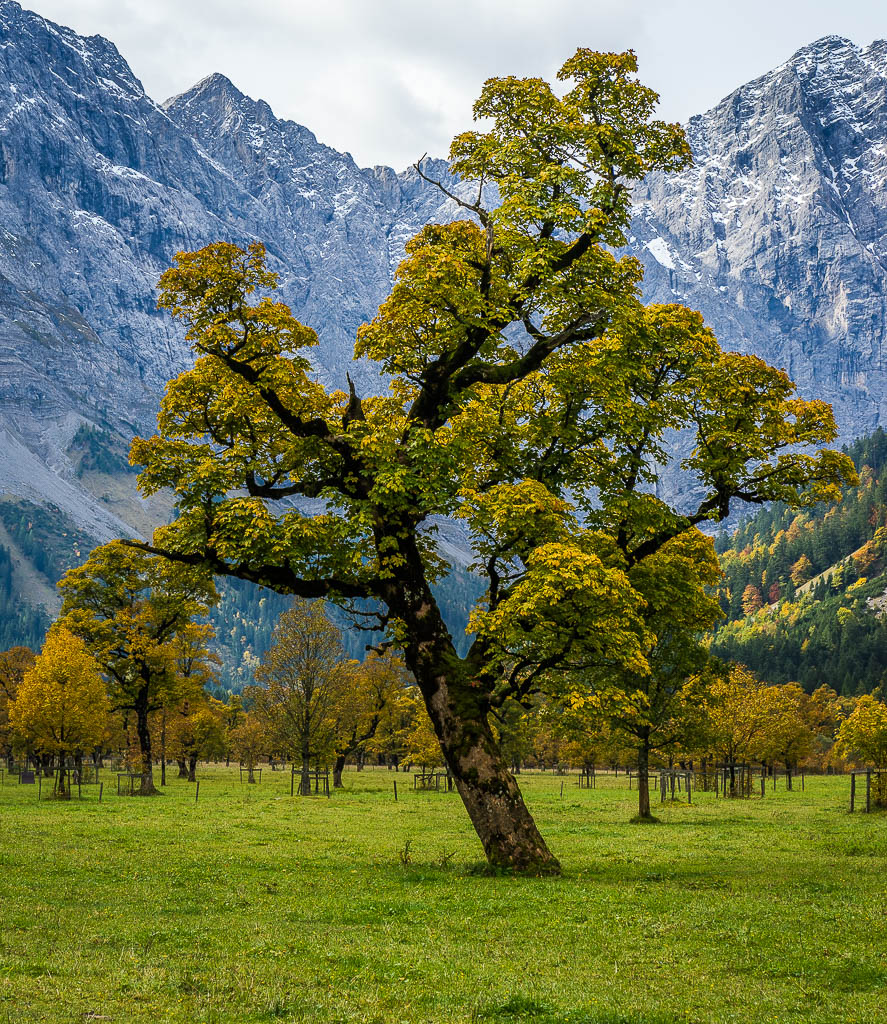 Bergahorn