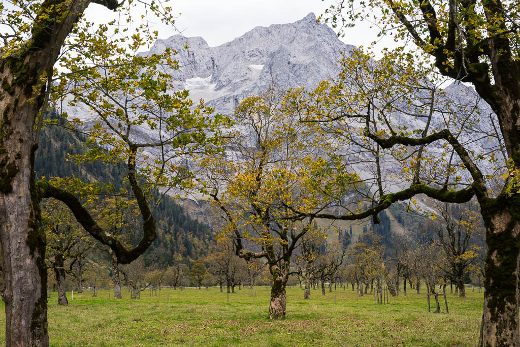 Bergahornwald im Oktober