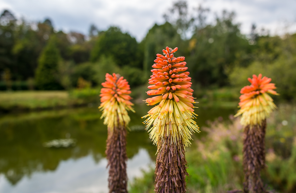 Bergblumen Spätsommer See