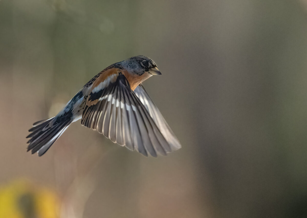 Bergfink Flug Crop.jpg