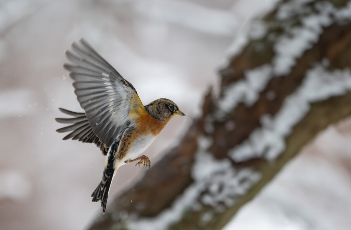 Bergfink im Flug2.jpg