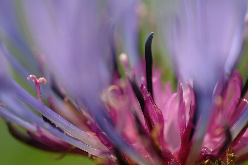 Bergflockenblume