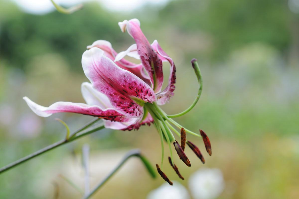 Berggarten_001.JPG