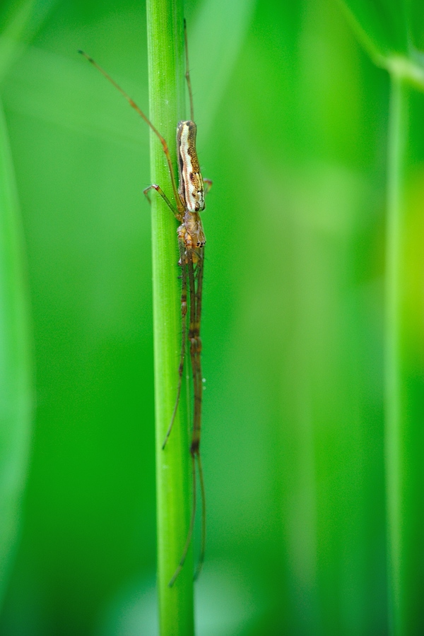 Bergstreckerspinne Tetragnatha montana