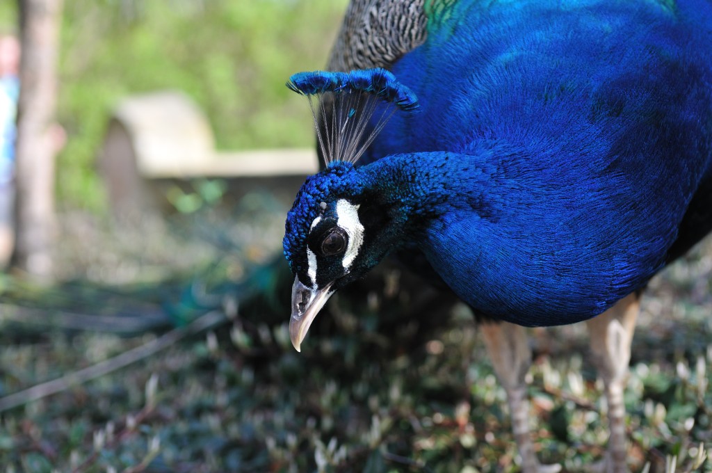 Bergzoo Halle(Saale) Pfau-Ego2