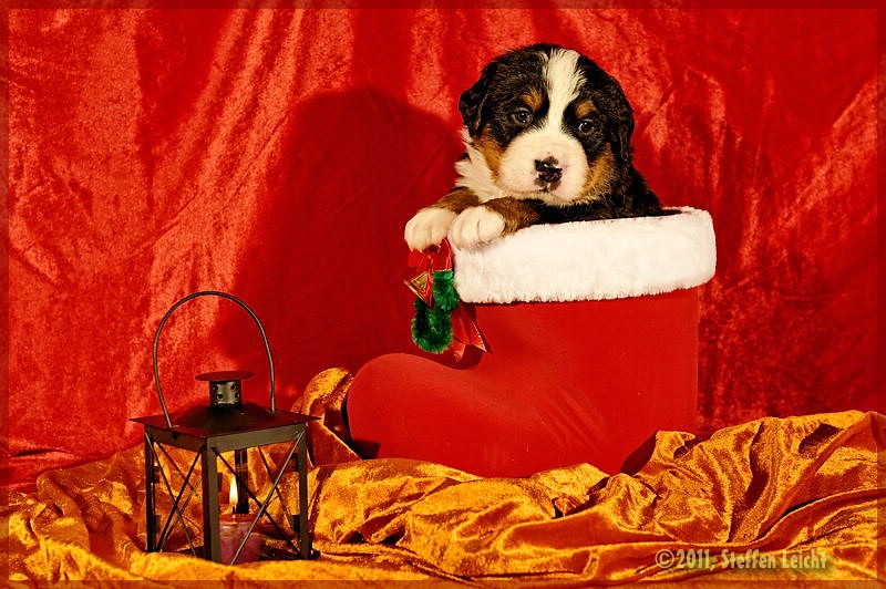 Berni Welpe - weihnachtlich