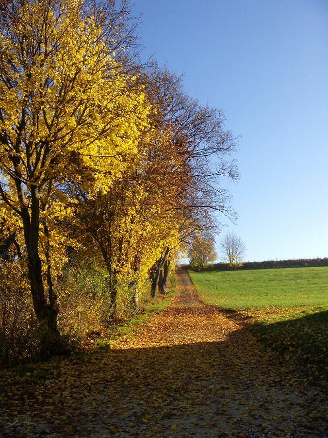 beschienene Bäume