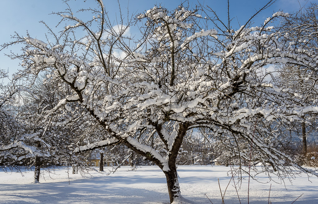 beschneiter Apfelbaum