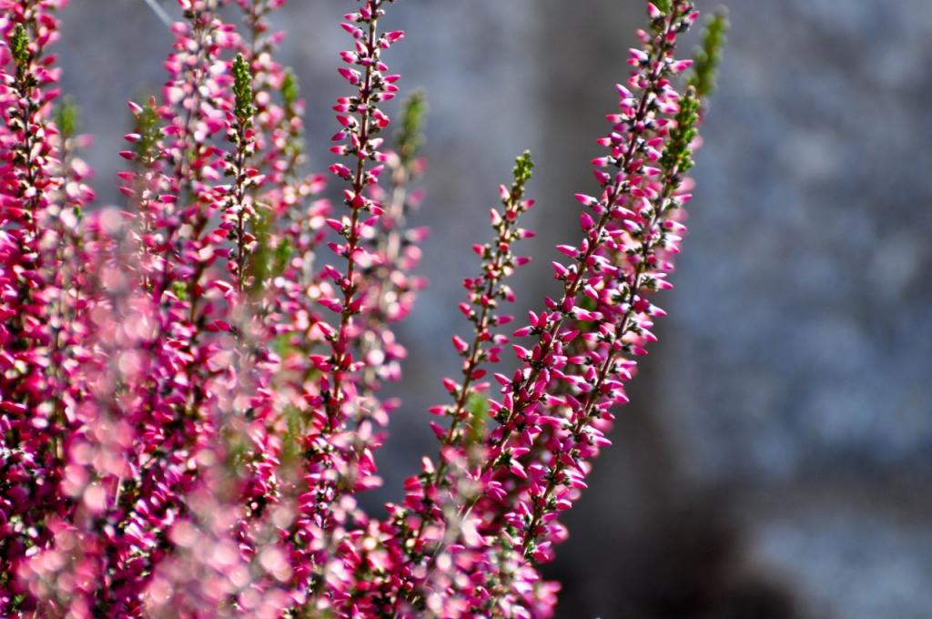 Besenheide in unserem Vorgarten

Kamera: Nikon D90
Objektiv: 70.0-300.0mm f/4.5-5.6
Belichtung: 1/400 Sek. bei f/5,6
Brennweite: 210mm
Empfindlichkeit