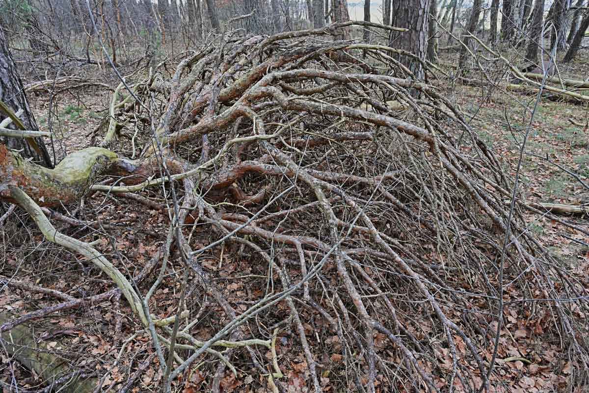 Besenwuchs.jpg