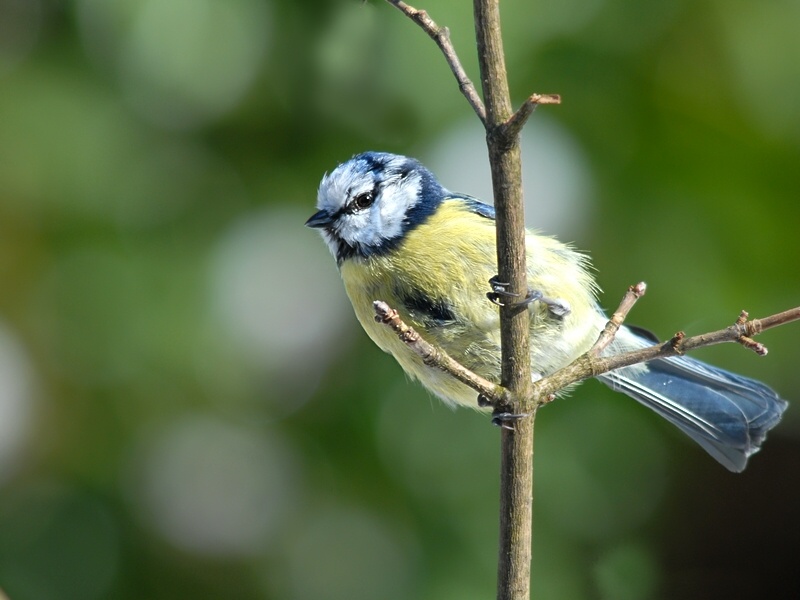 besondere Blaumeise