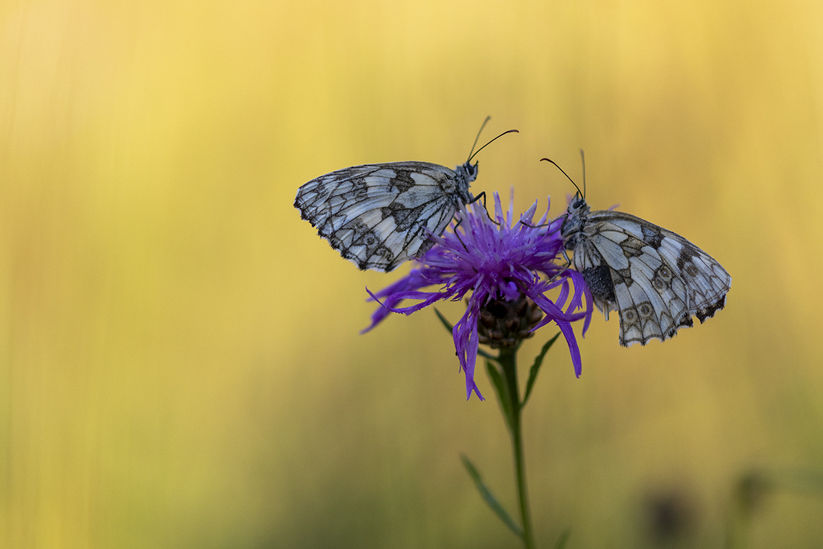 full