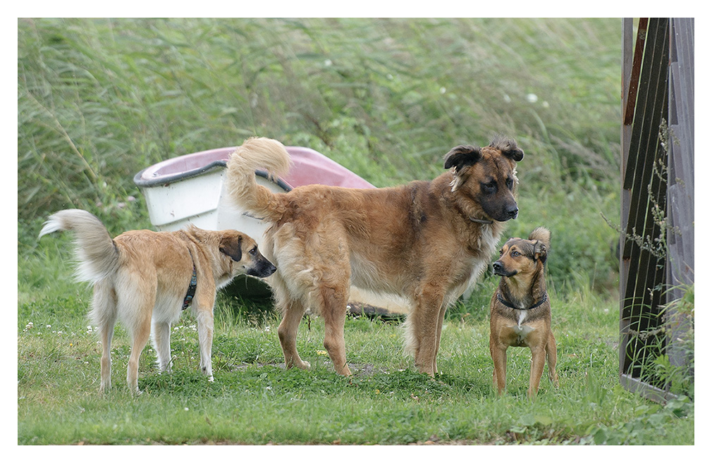 Besuch vom Nachbarhund