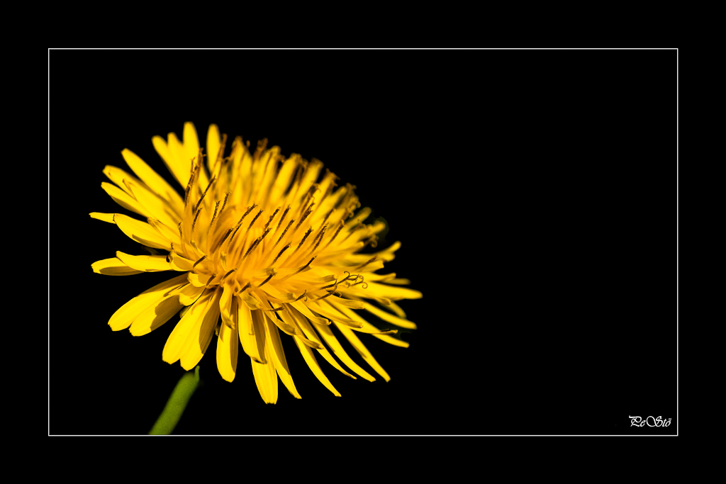 bettseicher 2
