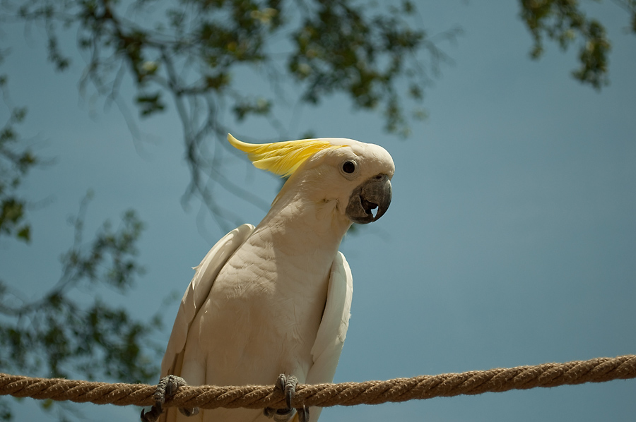 Bewohner des Vogelparks Marlow