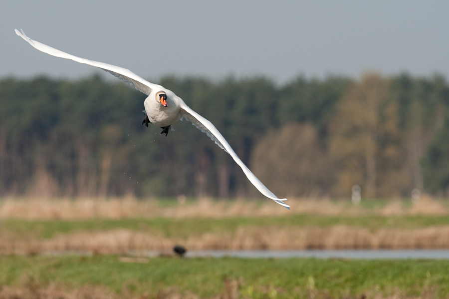 Bi Kastenweiher  DSC 8250 11. April 2009 002