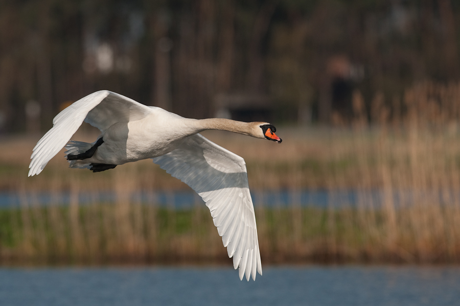 Bi Kastenweiher  DSC 8252 11. April 2009 004