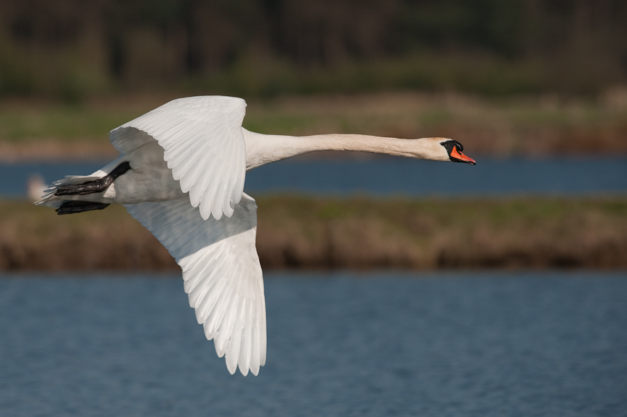Bi Kastenweiher  DSC 8254 11. April 2009 006