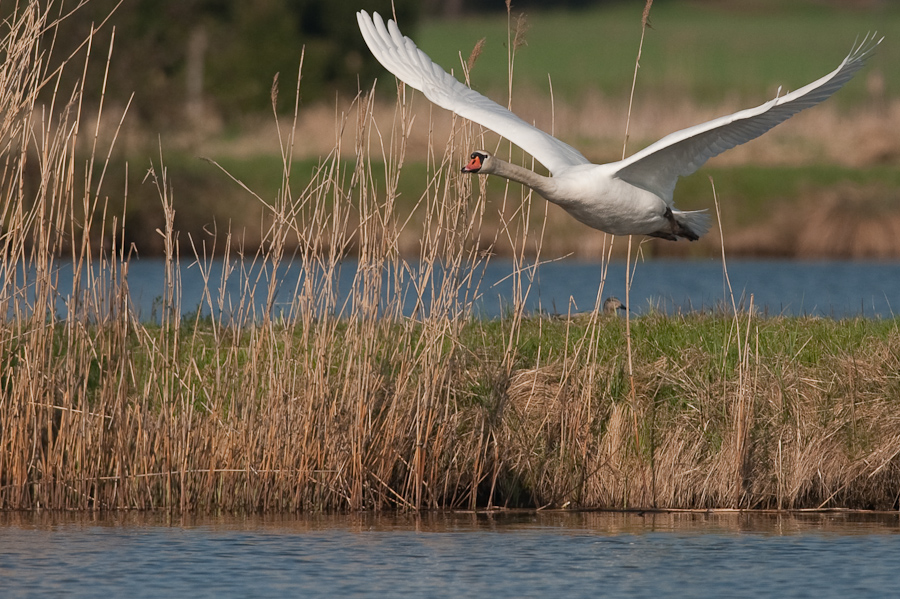 Bi Kastenweiher  DSC 8259 11. April 2009 008