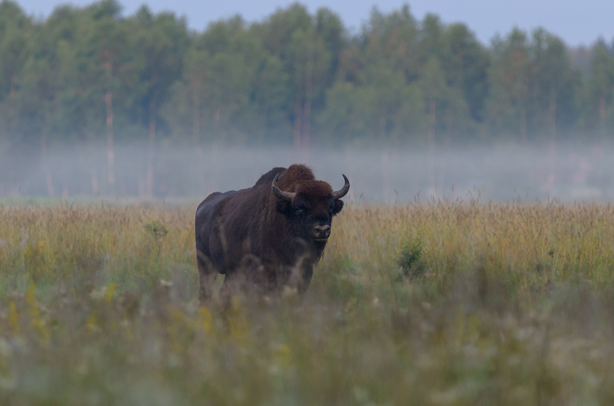 Bialowieza Polen