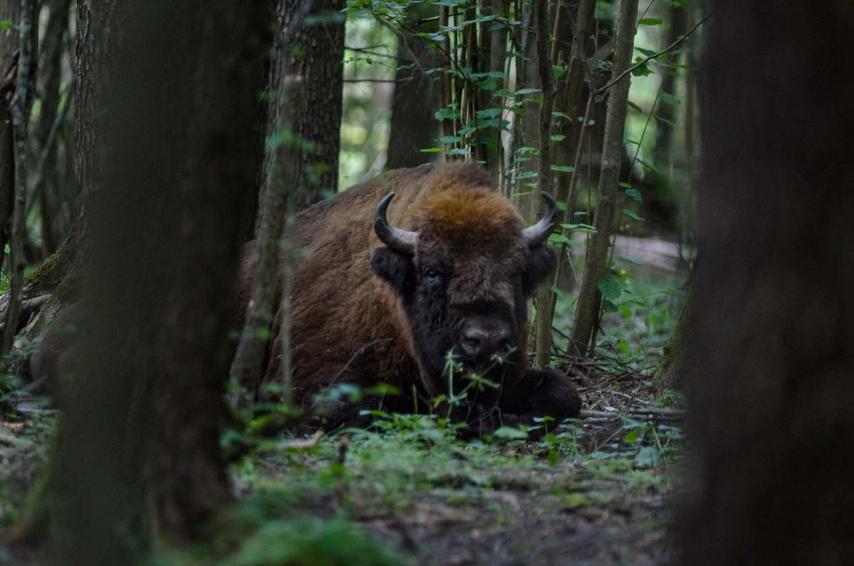 Bialowieza Polen