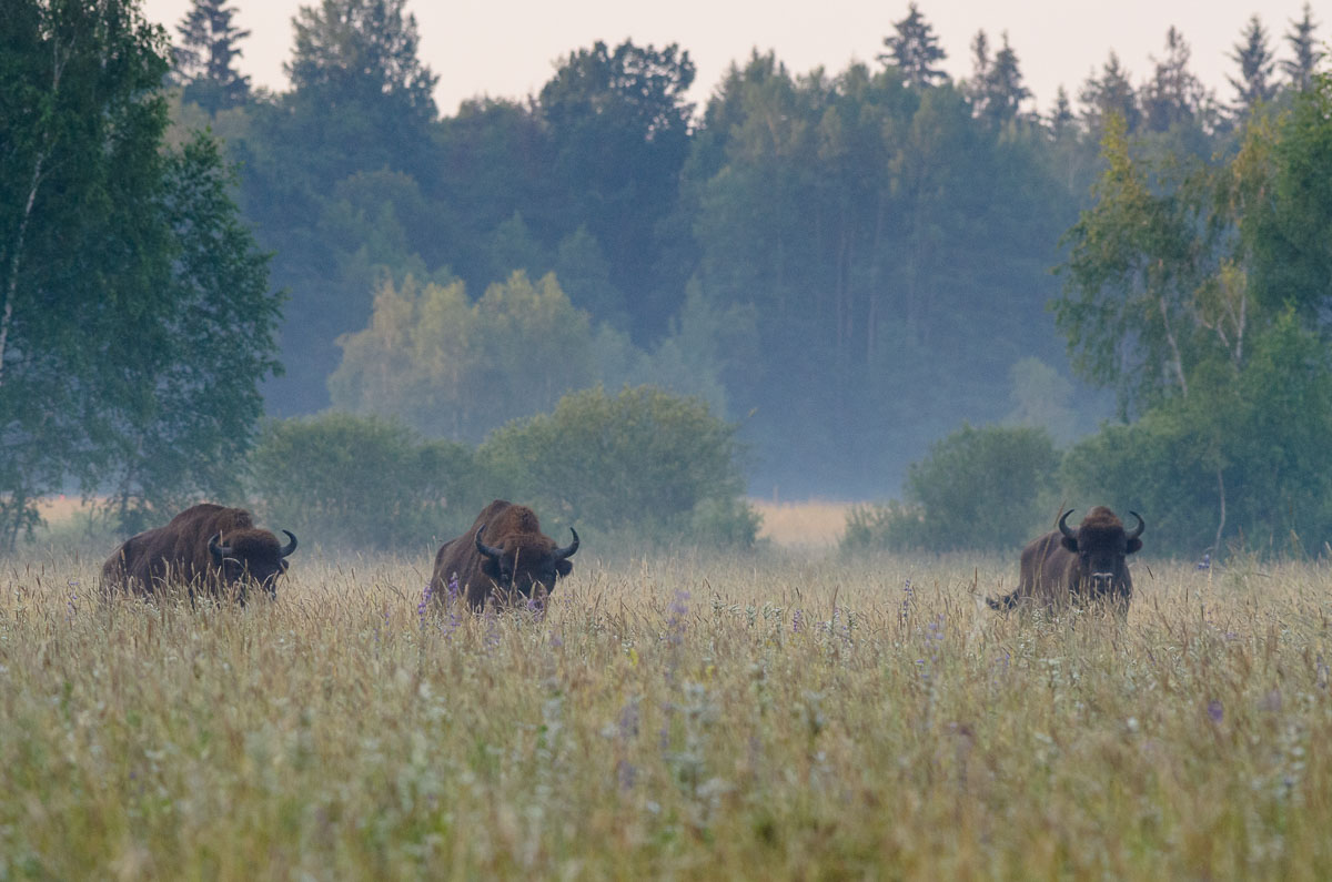 Bialowieza Polen