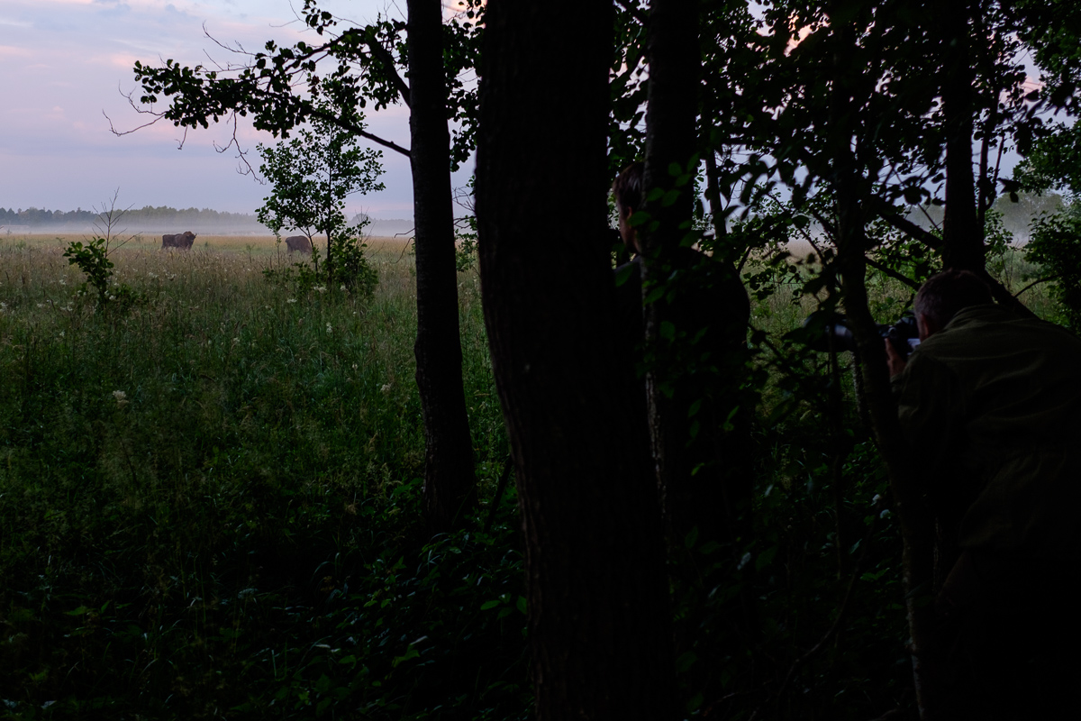 Bialowieza Polen