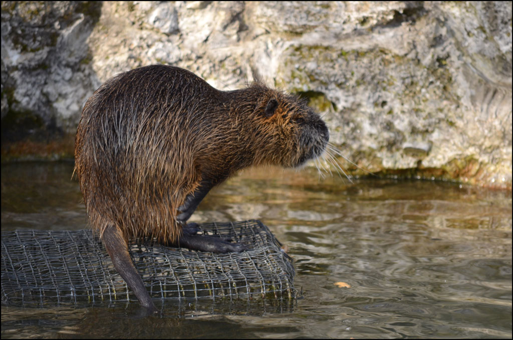 Biber oder Ratte putzt sich