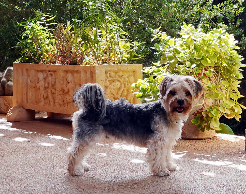 bibo.1.jpg