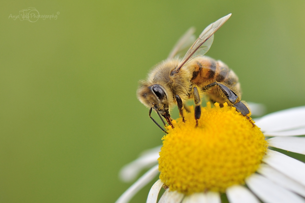 Bienchen #1