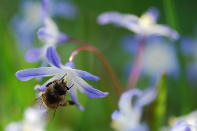 Bienchen bei der Arbeit