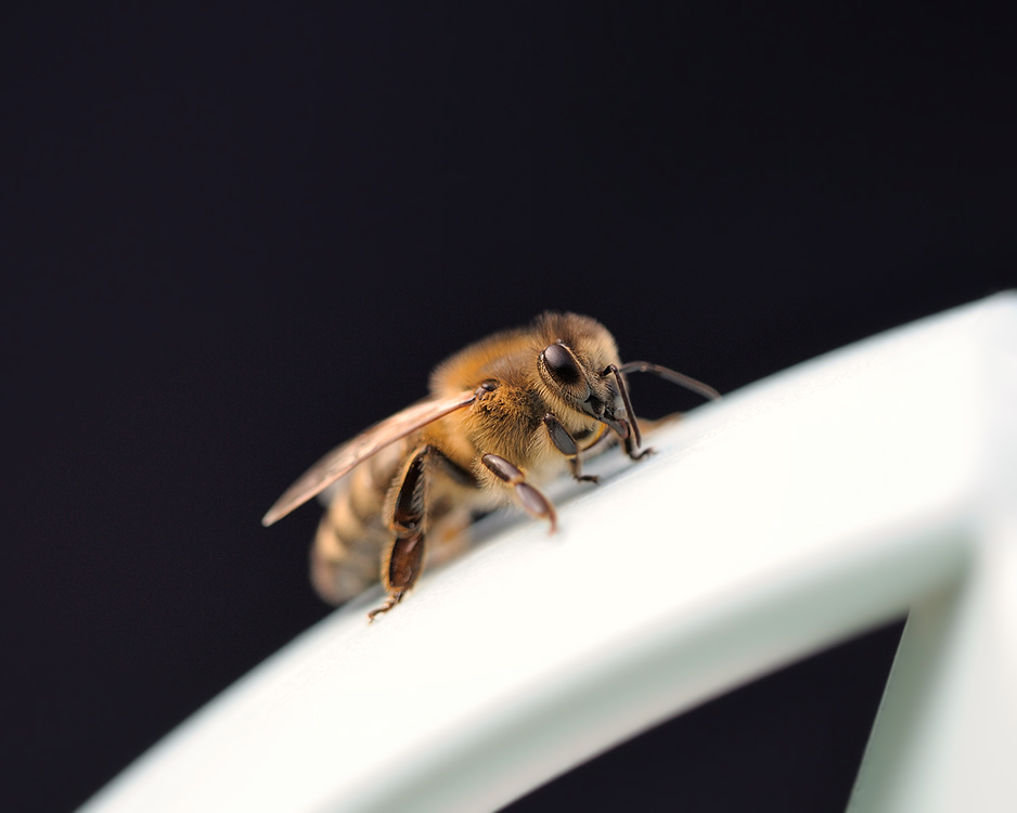 Bienchen sucht Blümchen(kaffee)