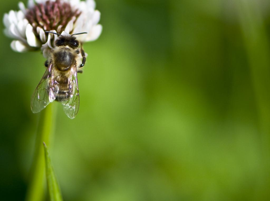 Bienchen
