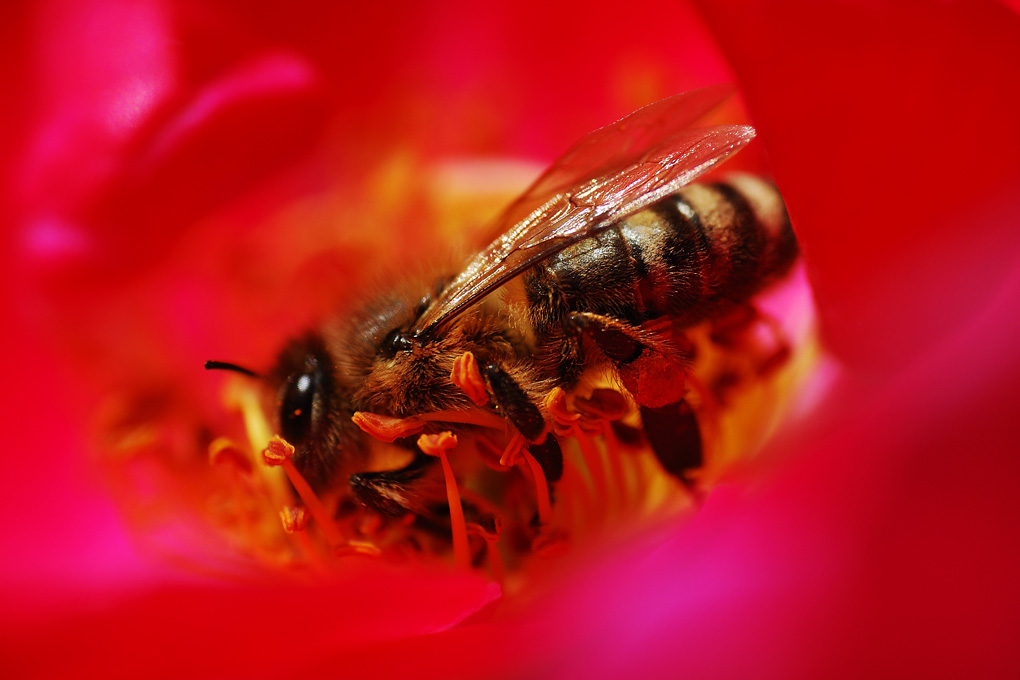 Bienchen