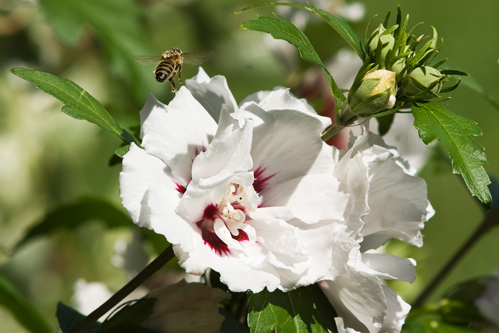 bienchen1