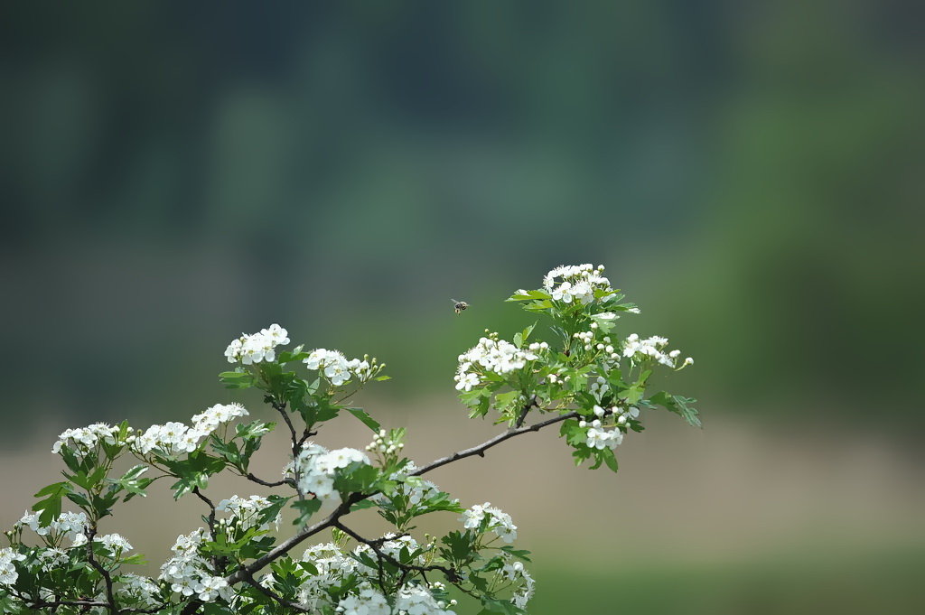 bienchen2