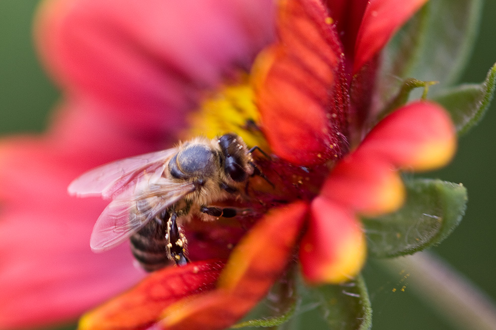 bienchen2