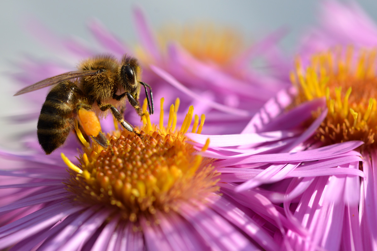 biene auf Aster