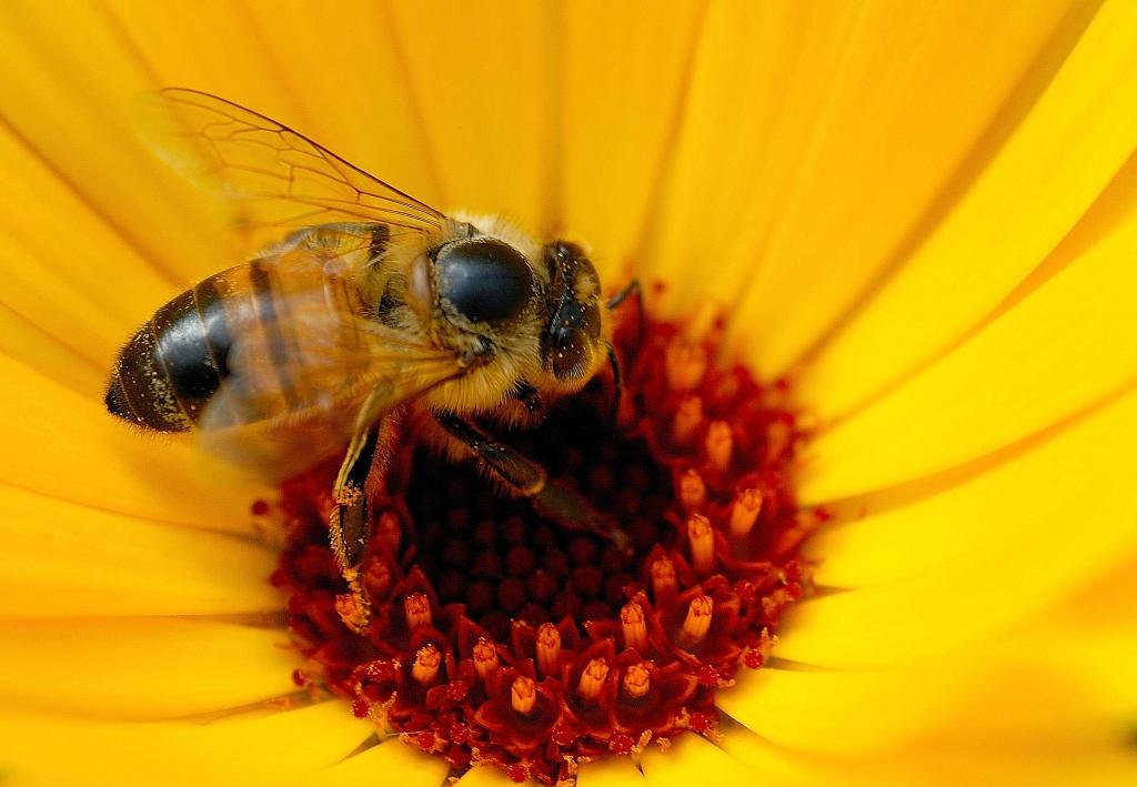 Biene auf Blüte