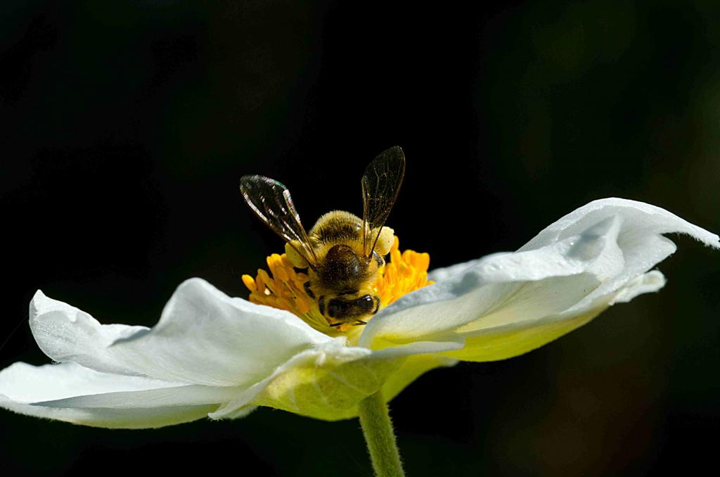Biene auf Blume